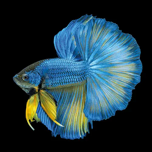 By Kohler  Blue Yellow Long Tail Isolated 100x100x2cm (109026)